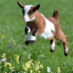 Meet your Posher, Ella